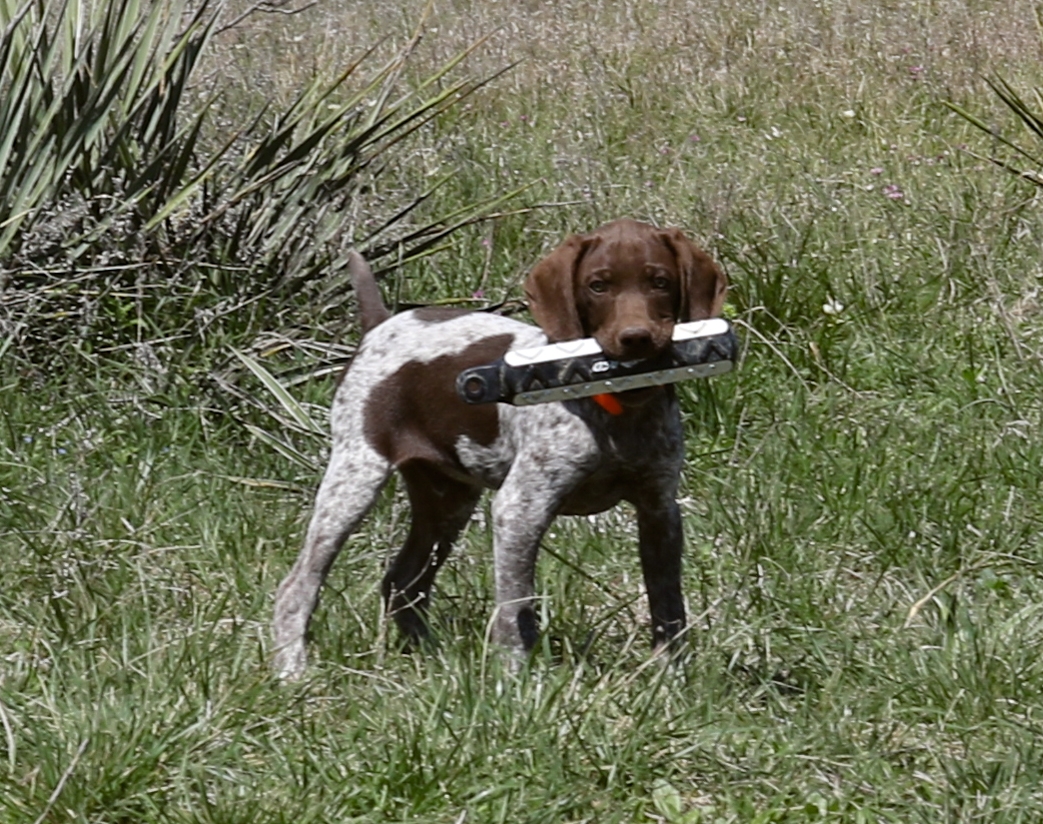 Best Dog Training Facilities